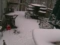 schnauzer puppy in the snow