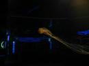 Phosphorous Jellyfish