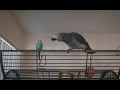 African grey vs Parakeet Manzi and Azul African grey vs Parakeet Manzi and Azul