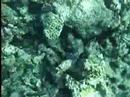 Snorkeling Meeru Maldives
