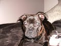 Our dog, kira Our dog, kira