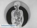 Tobacco and the Human Body - Part 2 (Britannica.com)