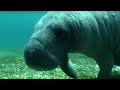 Swimming with a Manatee - Dive Caribbean - BBC ...