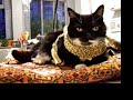 Pomcho in Leopard Pomcho in Leopard