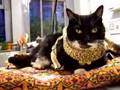 Pomcho in Leopard