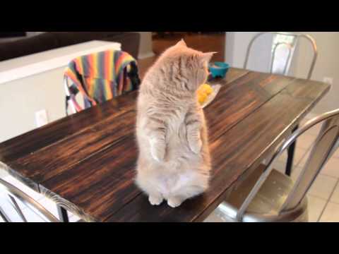 Play YouTube video