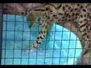 Serval Catching Goldfish