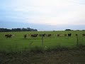 train horns+cows