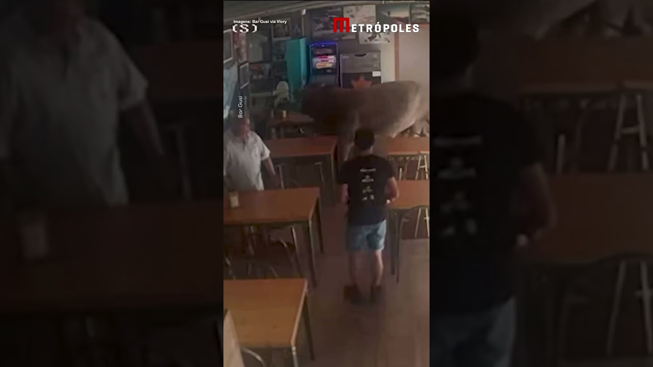 Touro invade e passeia por bar na Catalunha