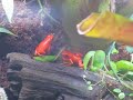 Dendrobates pumilio \ Dendrobates pumilio \
