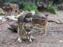 Wolf Love