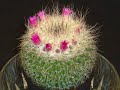 Time-Lapse Blooming of Pincushion Cactus Time-Lapse Blooming of Pincushion Cactus