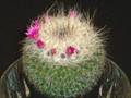 Time-Lapse Blooming of Pincushion Cactus