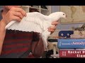 How Bird Wings Work - Smarter Every Day