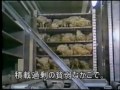 Click here to watch this video 映画 Earthlings [アースリングス] 日本語字幕 ５/１３ 食べ物 家禽類