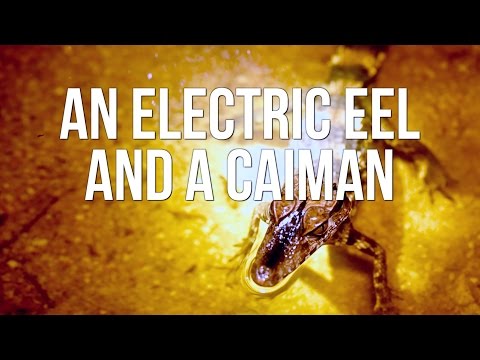 An Electric eel and a Caiman