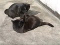 cat fight
