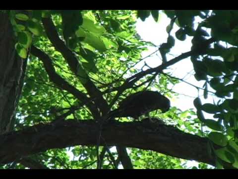 The Merlinologist Part 3