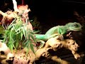 EXO- TERRA TERRARIUM W/UNDERWATER LIGHTS FOGGER CHINESE WATER DRAGON EXO- TERRA TERRARIUM W/UNDERWATER LIGHTS FOGGER CHINESE WATER DRAGON