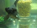 My 5 Black Moore Goldfish!