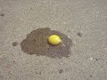 EGG?! EGG?!