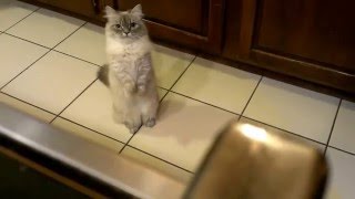 Pumkin Munchkin Cat Kitten Begging For Treats