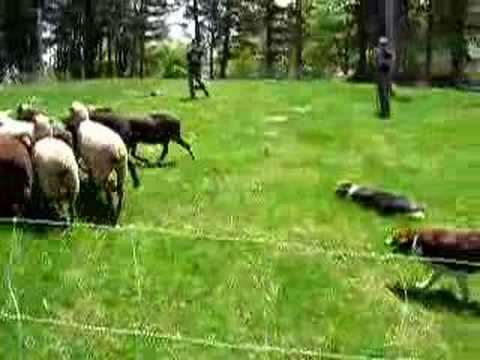 Sheep Leap