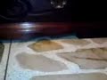 CARAMELO CONTORSIONISTA