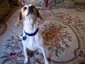 The circus puppy! My dog being cute...