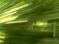 Eine Zugsreise mit dem Eurocity in der 1. Klasse von St. Gallen in der Schweiz (CH) nach München (D). Dieses Video führt Sie durch das Allgäu (D) zwischen Bodensee-Lindau (D) und Kempten (D),