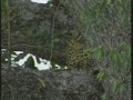 Leopard With A Duiker Kill