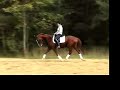 Imported from the Netherlands. Chestnut with chrome. Typical scores range from high 60s - 70s at first and training levels. Mean score for Michigan Dressage Association 2006 Year End Awards was 70.55% at Training Level;and 67.72% at First Level. Has won many awards: 1) 2006 USDF All Breeds Awards KWPN of NA - First Level Reserve Champion with Jr/YR; 2) 2006 USDF All-Breeds Awards KWPN of NA Training Level Champion with Jr/YR; 3) 2006 Michigan Dressage Association - Training Level Reserve Champion 4) 2006 Michigan Dressage Association - First Level Champion; 5) 2006 USDF Region 2 Championships at Paxton Farm - Training Level JrYr 4th place. 6) Waterloo Series - First Level Series Champion. Likes people. Sweet disposition and good ground manners. Good with other horses. Loads, clips and bathes. Ridden by 14 year old junior. Great in new situations.