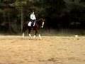 Taskaria - 7 YO Imported Dutch Warmblood for Sale
