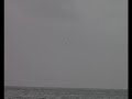 Wind Wings Waves