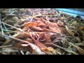 Eyenimal Petcam -- camera animale de companie | Smuff ? Magazinul de traznai