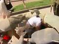 Raw Video: Dolphin Treatment Draws Protest