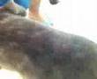 mastin napolitano ATACA!!!