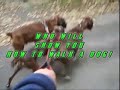 Kippax Boxer Puppies