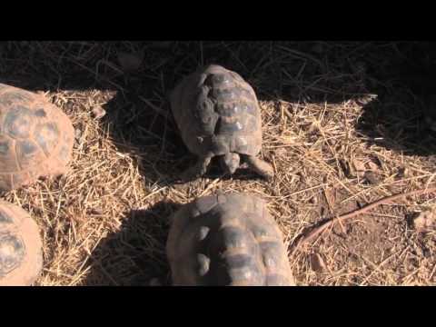 YouTube reptile video