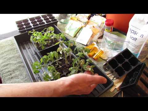 how to fertilize seedlings tomato