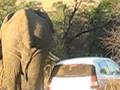 Jumbo encounter