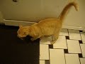 Sunshine -- FIV+ now adopted!!!