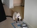 Siamese cat playing with water