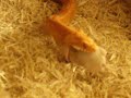 CORNSNAKE FEEDING CORNSNAKE FEEDING