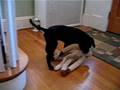 videos de MVI_0029.AVI