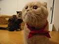 ふく兄貴のマネをして、教えてもいないのにごまがお手とお座りをしたので、 ビックリしたところ。再度、ごまにさせてみたんだけど。。。 あんまりうまくいかないかな？