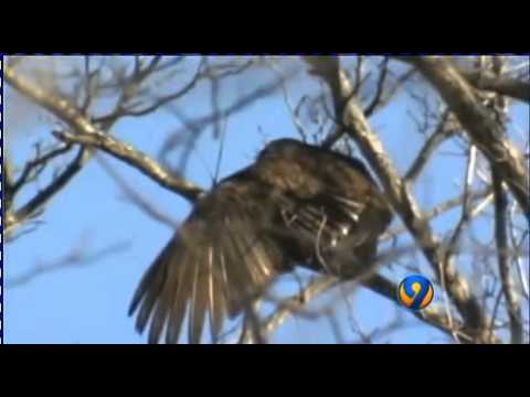 how to get rid of black vultures