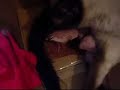 Parto-de-gatita-siam