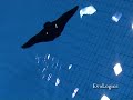 BIONIK MANTA