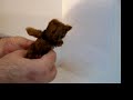 Antique Mechanical Steiff Bear Antique Mechanical Steiff Bear